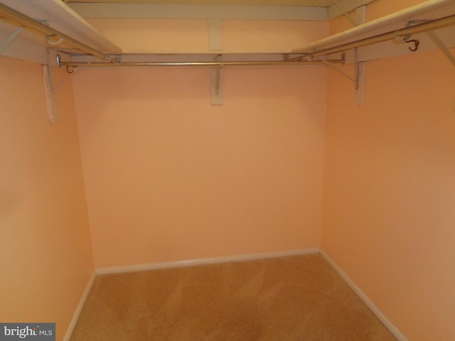 spacious closet with carpet flooring