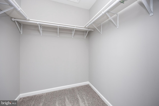 spacious closet with carpet floors