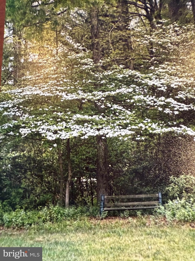 view of yard with a wooded view