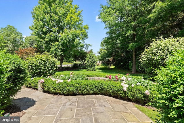 view of yard featuring a patio