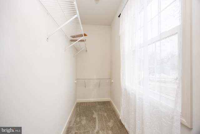 walk in closet featuring carpet flooring