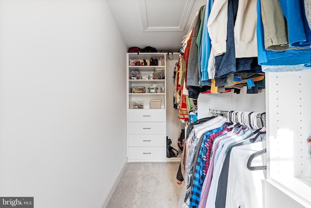 walk in closet featuring attic access and carpet flooring