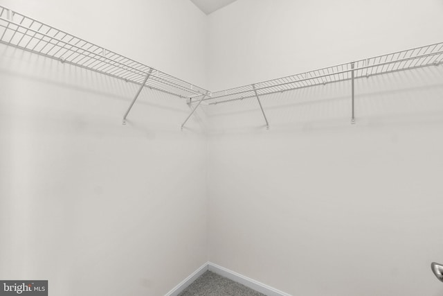 spacious closet featuring carpet