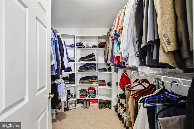 walk in closet featuring carpet floors