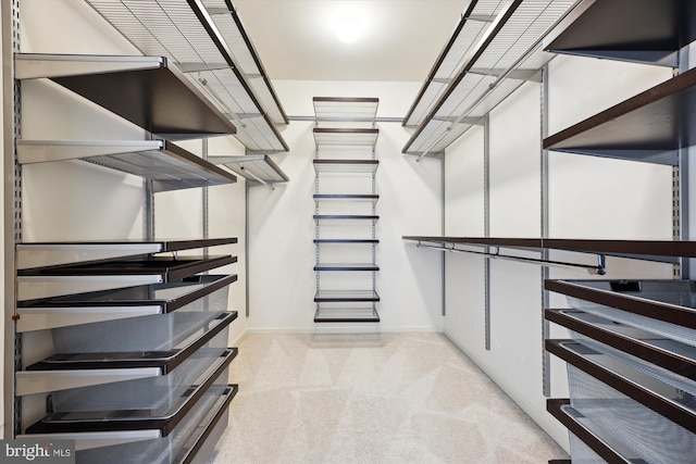 walk in closet featuring carpet floors