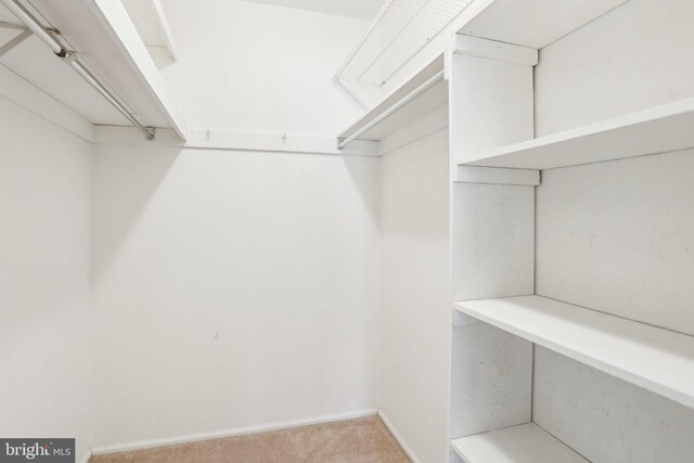 spacious closet featuring carpet