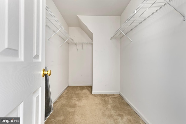 walk in closet featuring carpet floors