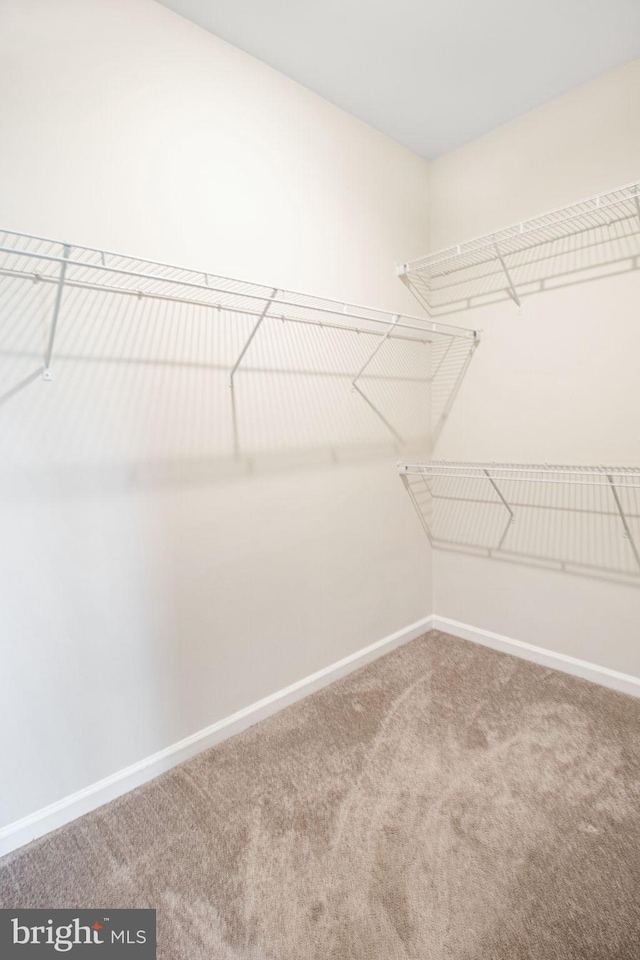 walk in closet featuring carpet floors