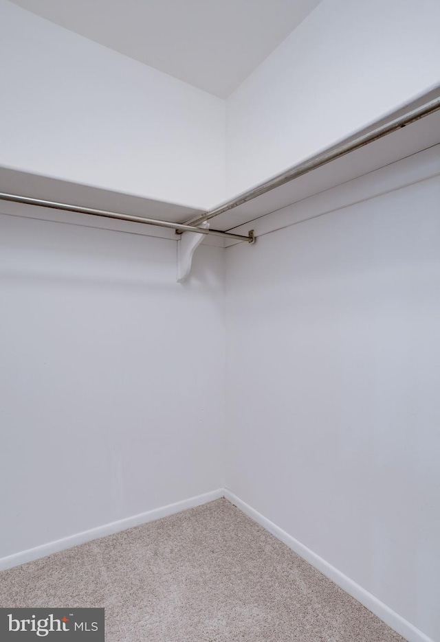 walk in closet featuring carpet flooring