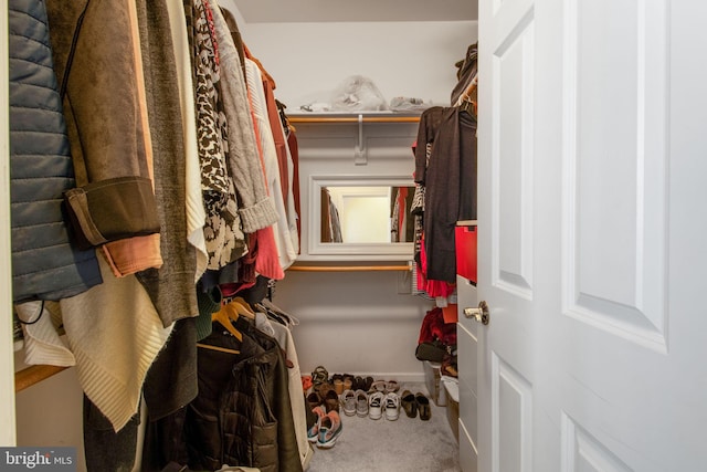 walk in closet with carpet flooring