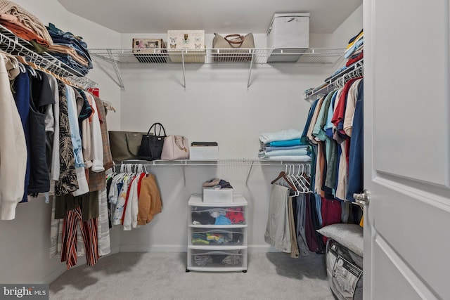 spacious closet featuring carpet floors