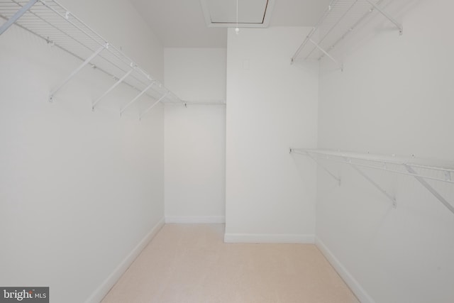 walk in closet with light carpet and attic access