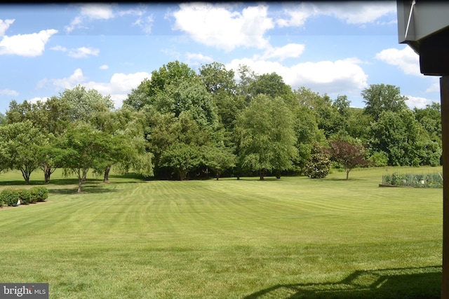 view of community with a yard