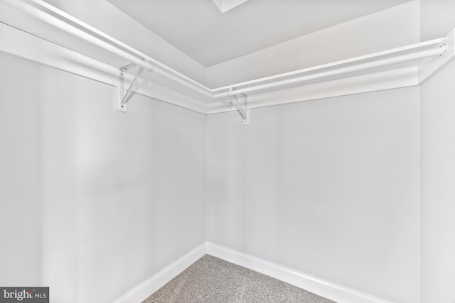 spacious closet featuring carpet floors