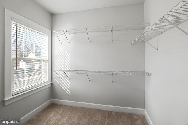 walk in closet featuring carpet floors