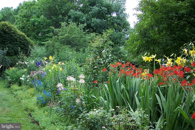 view of local wilderness