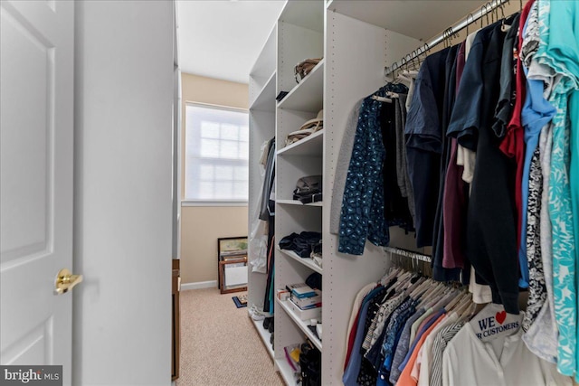 walk in closet featuring carpet floors