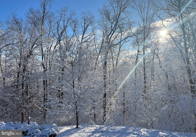 snowy landscape with a forest view