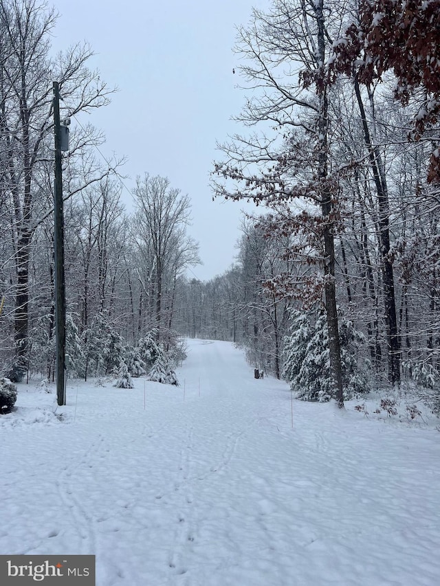 yard covered in snow featuring a view of trees