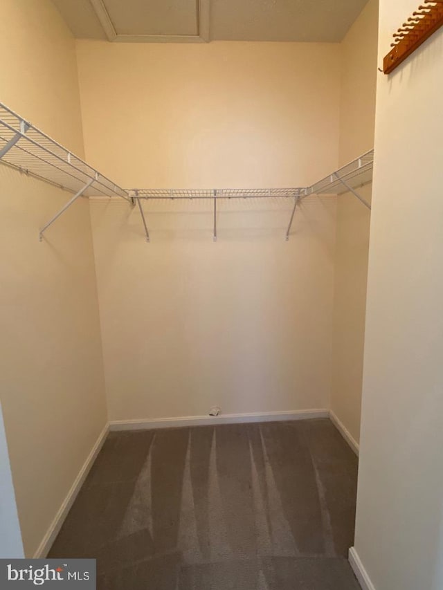 walk in closet featuring carpet flooring