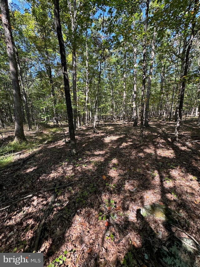 view of local wilderness with a forest view