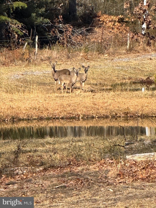 view of local wilderness