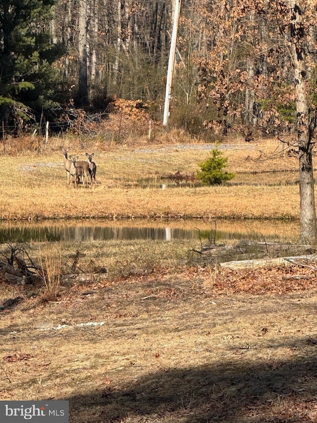 view of local wilderness