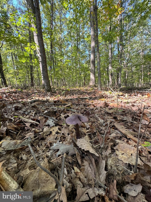 view of local wilderness featuring a wooded view