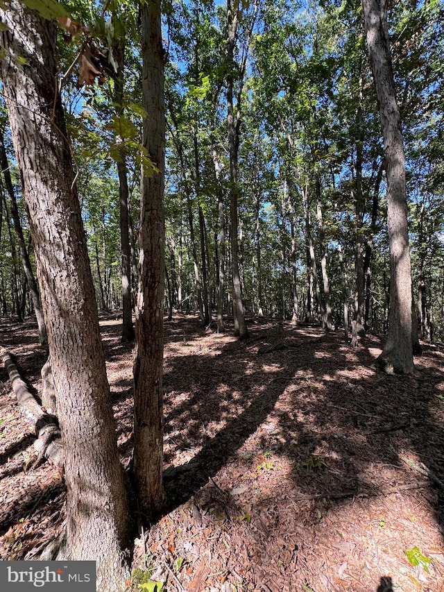 view of local wilderness