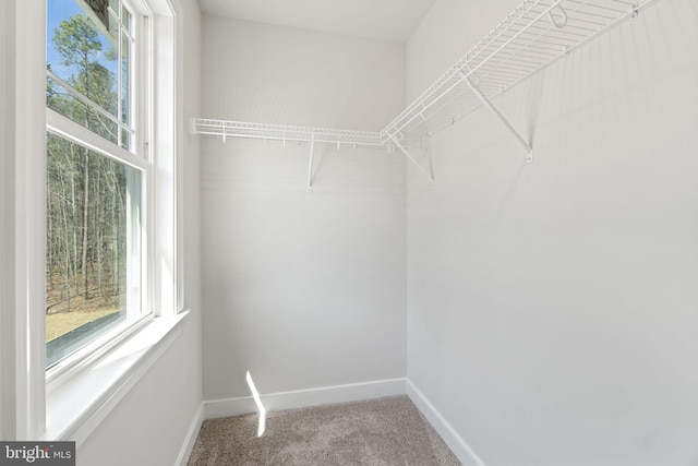 walk in closet with carpet flooring