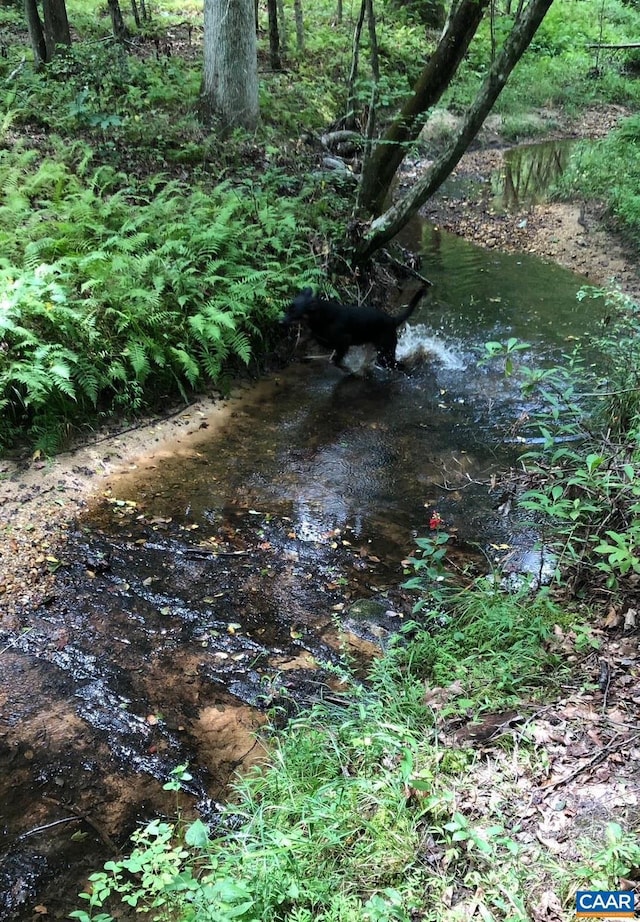 view of local wilderness