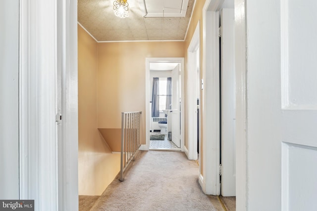 corridor featuring attic access, carpet flooring, and ornamental molding