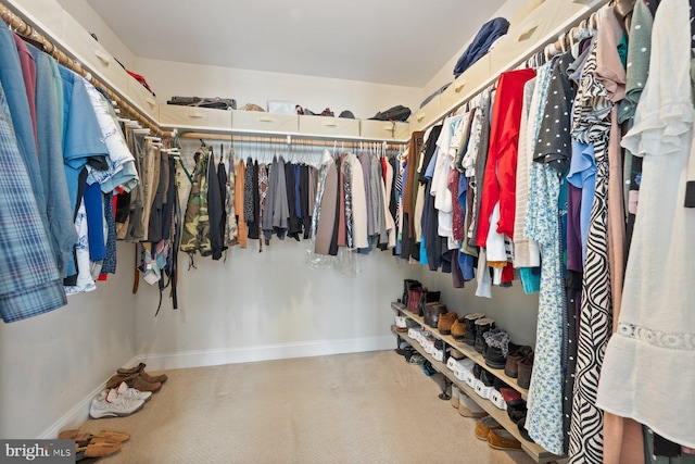 walk in closet featuring carpet flooring