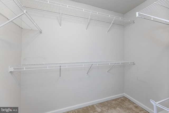 walk in closet featuring carpet floors