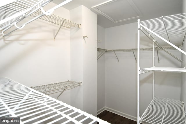 walk in closet featuring wood finished floors