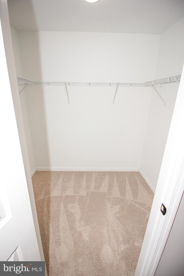 walk in closet featuring carpet