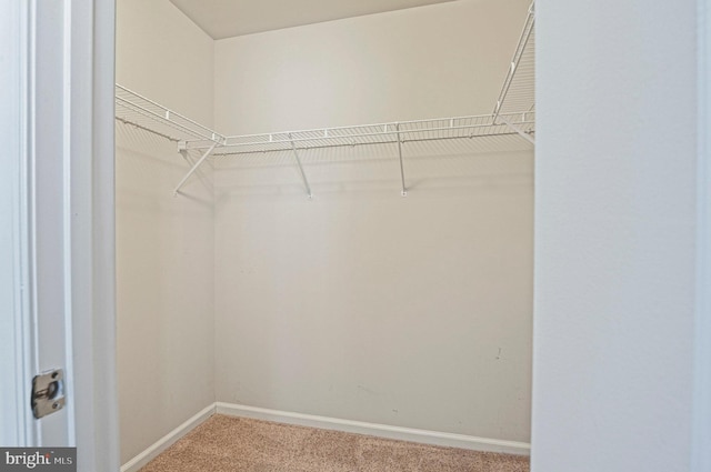 walk in closet with carpet