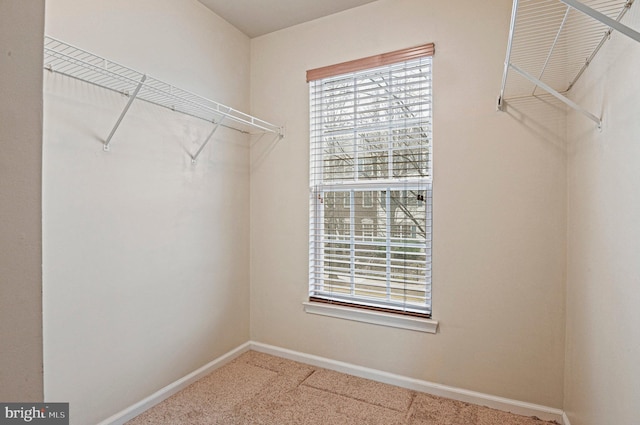 spacious closet featuring carpet