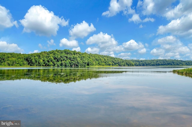 water view with a view of trees