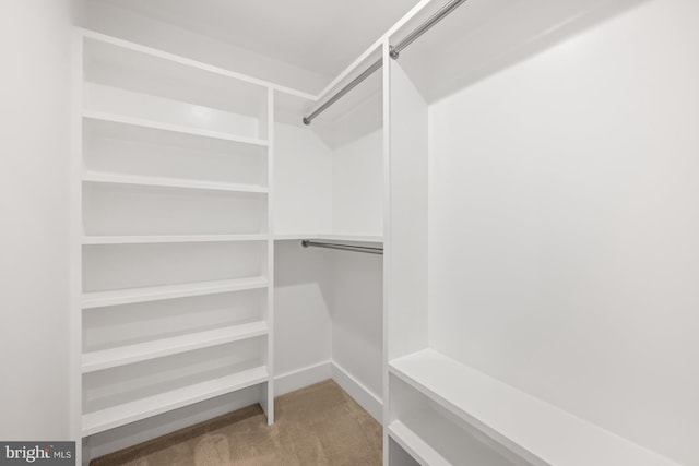 spacious closet featuring carpet