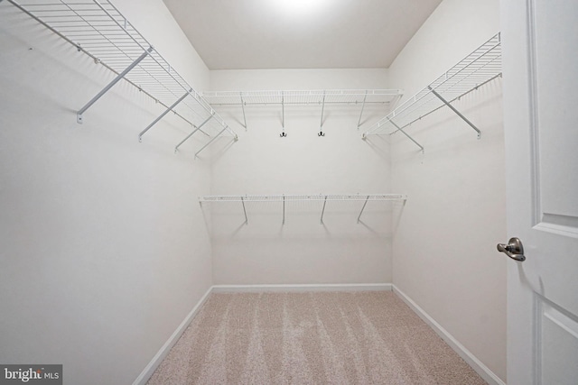 walk in closet with carpet