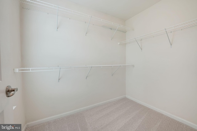 walk in closet featuring carpet flooring