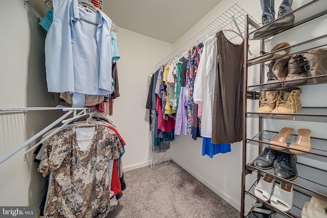 spacious closet featuring carpet flooring