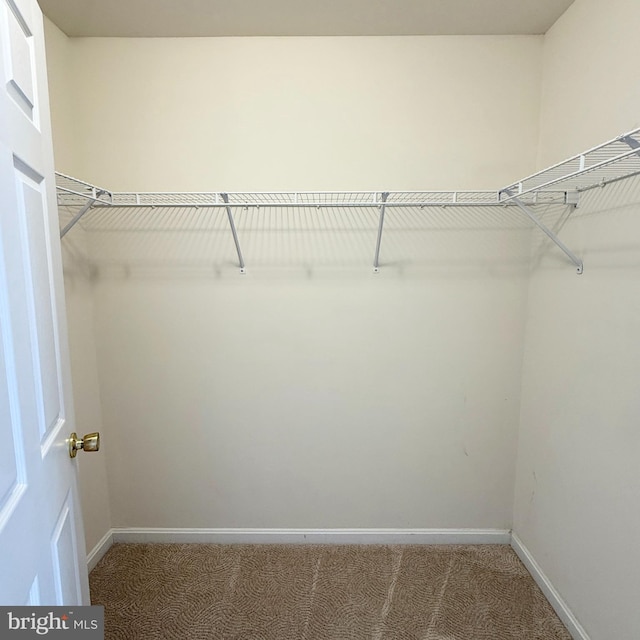 walk in closet with carpet