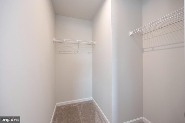 spacious closet with carpet flooring