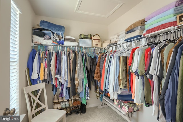 walk in closet featuring attic access and carpet flooring