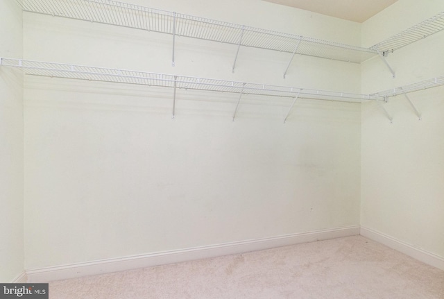 walk in closet featuring carpet floors