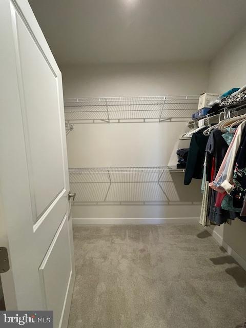 spacious closet with carpet