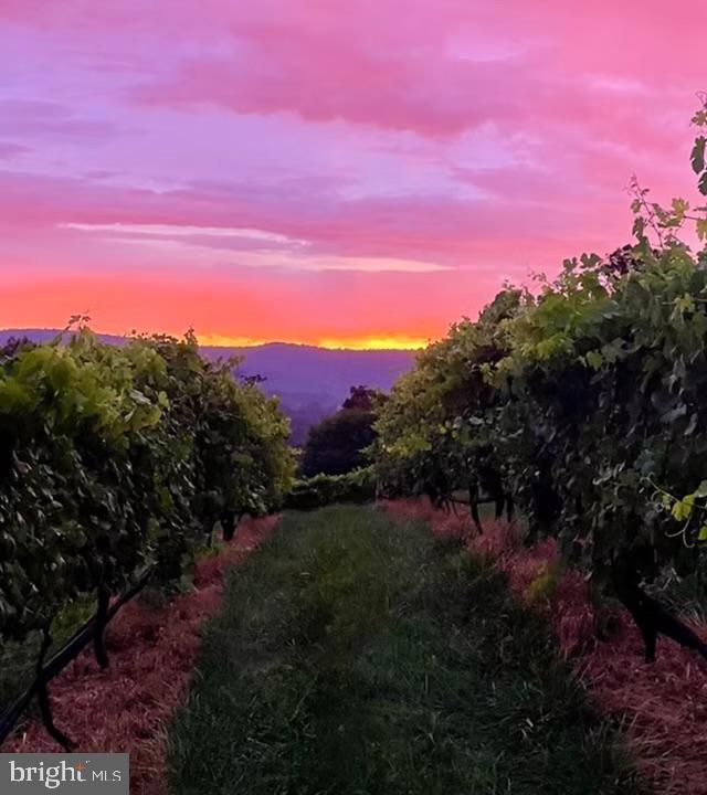 view of nature at dusk