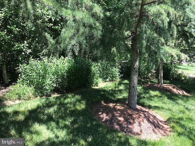 view of nature with a view of trees